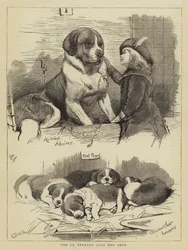 The St Bernard Club Dog Show